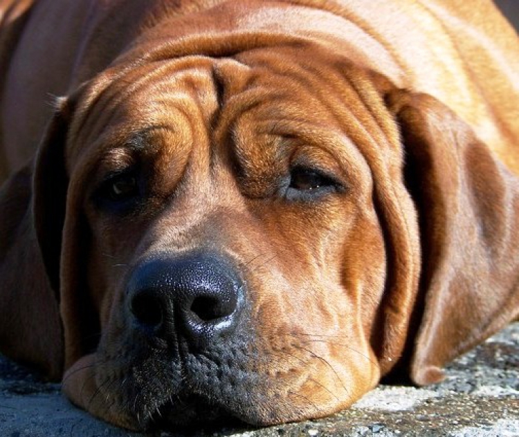 Perilous Pooch Register – G.O.L.F. Fracas – Neighbor Visits