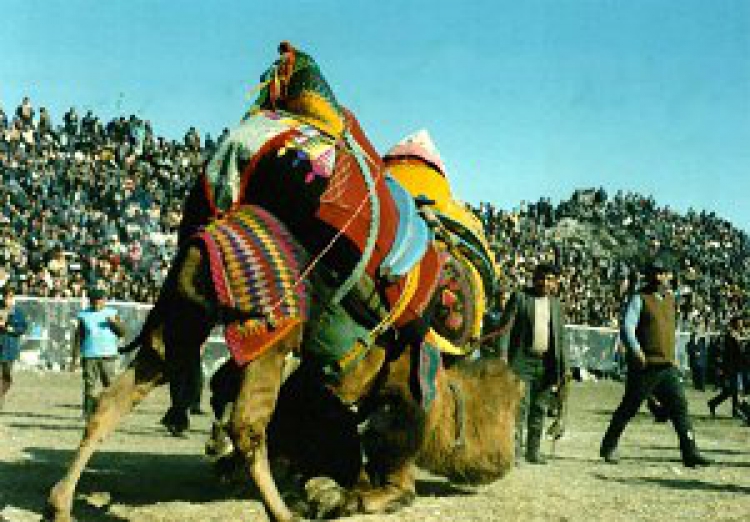 Camel Wrestling and Kids