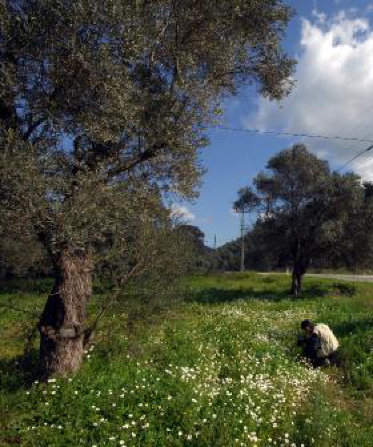 Warm weather makes trees bloom in Bodrum